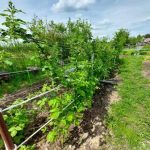 Хранене с дрожди: как наистина действа и дали си струва да се рискува hranene-s-drozhdi-kak-naistina-deystva-i-dali-si-struva.jpg