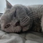 Как котката избира любимеца на семейството: алхимията на предпочитанията без правила kak-kotkata-izbira-lyubimetsa-na-semeystvoto-alhimiyata-na-predpochitaniyata-bez.jpg