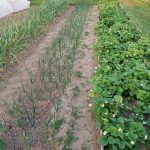 Как невидимите обитатели на почвата работят за вашата реколта: истината за света под лопатата kak-nevidimite-obitateli-na-pochvata-rabotyat-za-vashata-rekolta-istinata.jpg