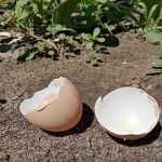 Как обикновените яйчени черупки мамят почвата: бавната истина за калция kak-obiknovenite-yaycheni-cherupki-mamyat-pochvata-bavnata-istina-za-kaltsiya.jpg