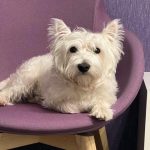 Какво се случва, ако прехранвате домашния си любимец с "любящи" лакомства: бавната метаморфоза на любовта kakvo-se-sluchva-ako-prehranvate-domashniya-si-lyubimets-s-lyubyashti.jpg