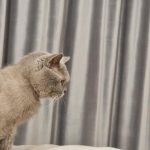 Защо котката се взира в празнотата: мистика или фина настройка на сетивата zashto-kotkata-se-vzira-v-praznotata-mistika-ili-fina-nastroyka.jpg