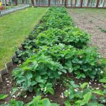 Защо почвените бактерии са по-важни от скъпите торове: светът под краката ни, който не забелязваме zashto-pochvenite-bakterii-sa-po-vazhni-ot-skapite-torove-svetat-pod.jpg