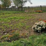 Защо суроватката в чист вид е безполезна за леглото: научен поглед върху народната практика zashto-surovatkata-v-chist-vid-e-bezpolezna-za-legloto-nauchen.jpg